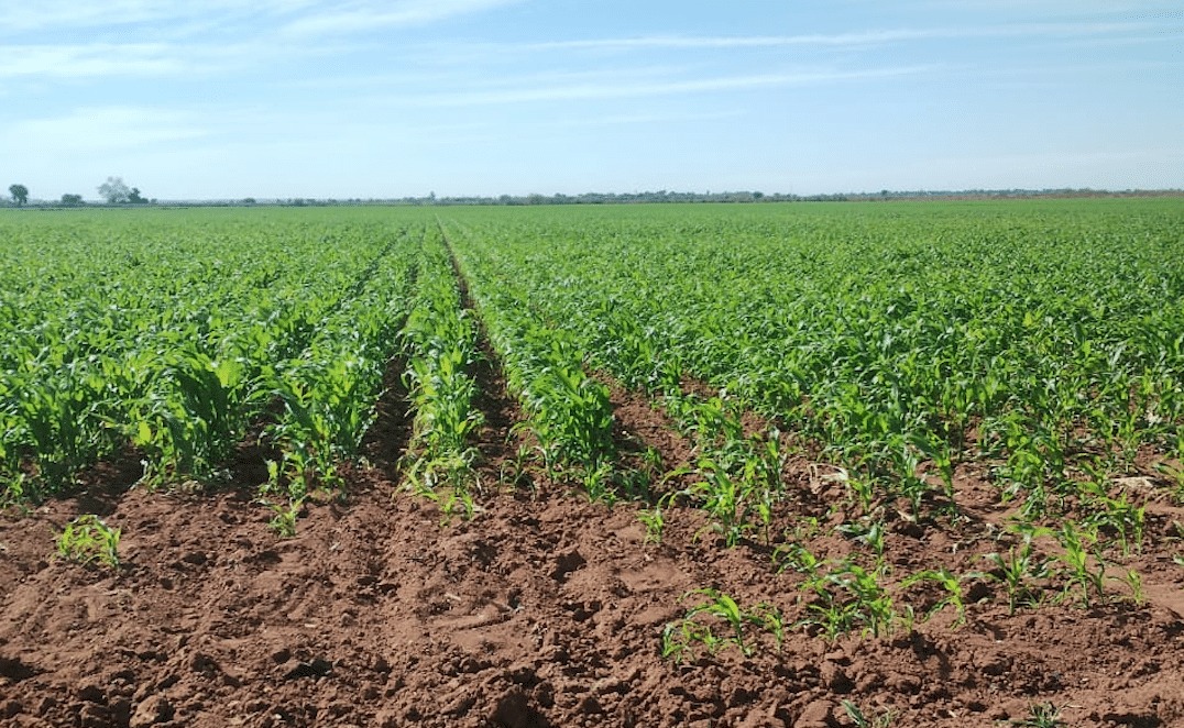 Piden a productores enfocarse a comercialización y precio de cosechas