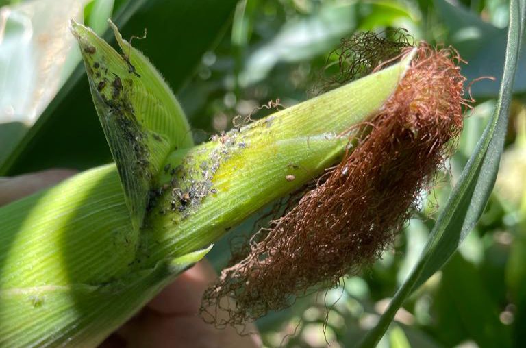 Pulgón-cultivos-maiz-trigo
