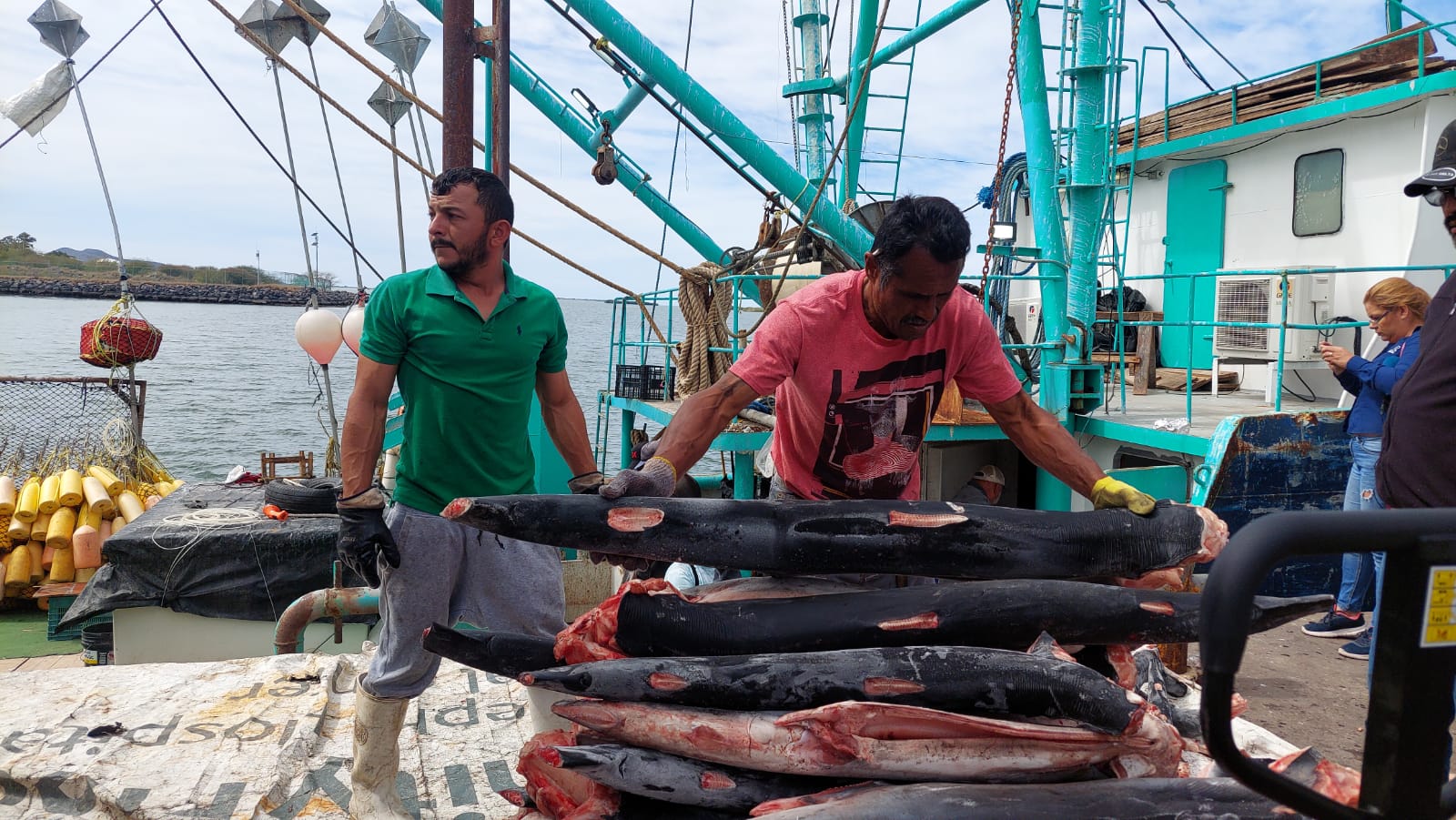 Captura de tiburón salva del desempleo a los pescadores de altamar en Topolobampo: Carlos Sotelo
