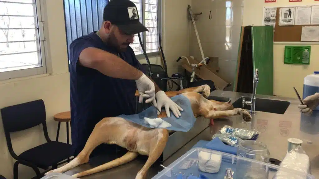 Llega a El Quelite la campaña de esterilización de perros y gatos; atienen sin costo a 13 animalitos