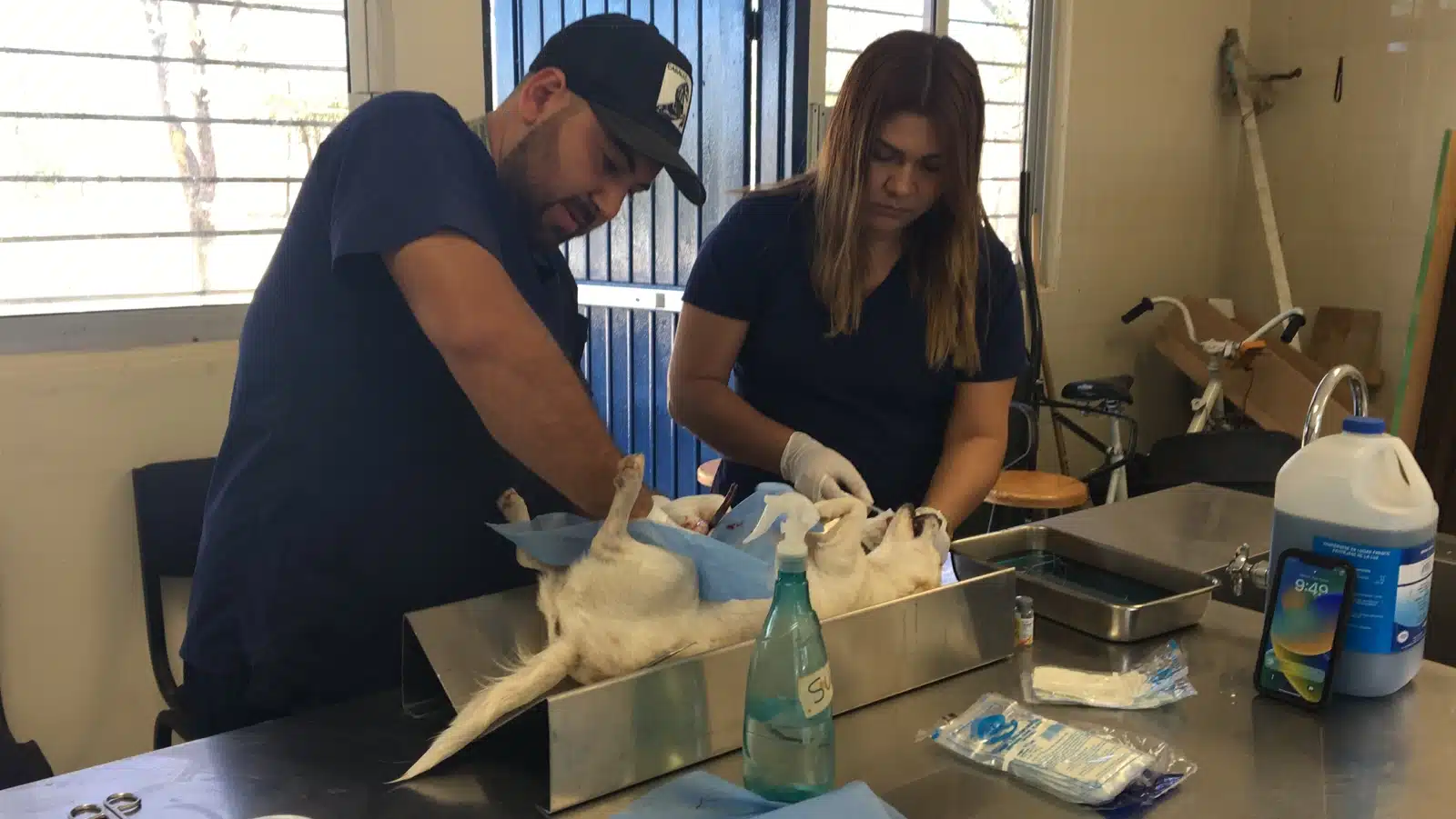 Llega a El Quelite la campaña de esterilización de perros y gatos; atienen sin costo a 13 animalitos