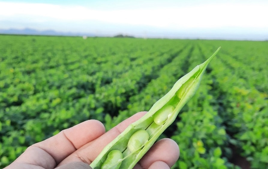Almacenamiento de cosechas de frijol queda a consideración de los productores agrícolas: CMC#8