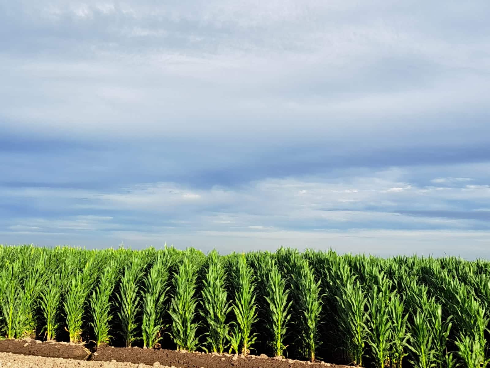 ¿Productores desertan de la actividad? Advierten rentas masivas para el próximo ciclo agrícola