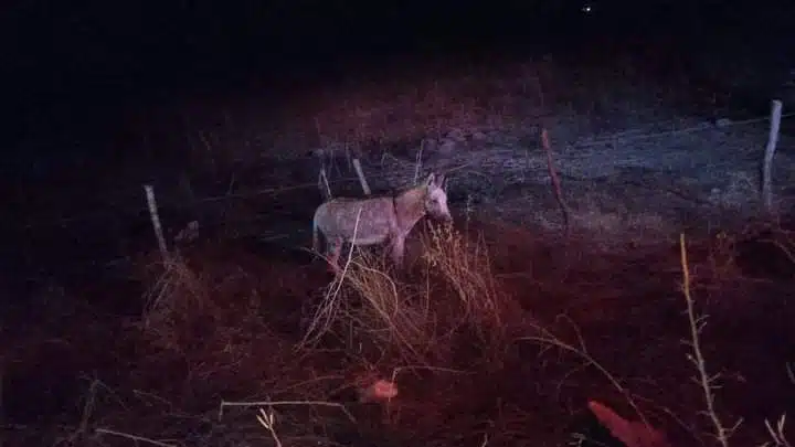 ¡Vaya susto! Joven motociclista embiste a burro cerca de El Roble, en Mazatlán