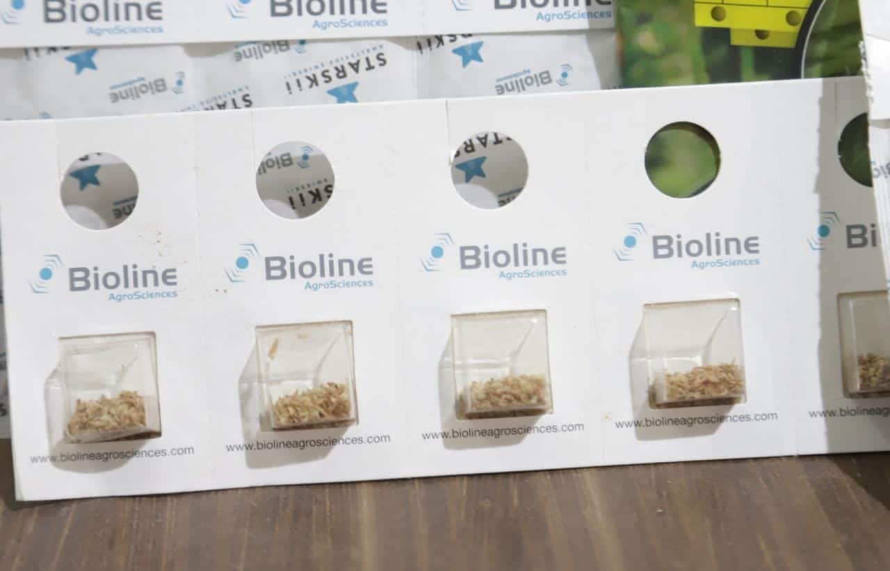 Conoce a Bioline, el control biológico de plagas con organismos naturales de Greenhow/ Foto Jesús Verdugo