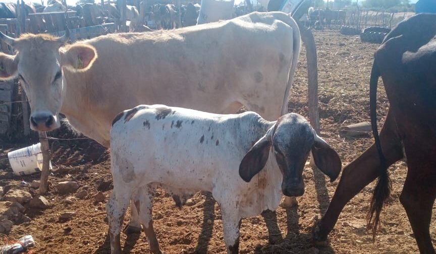 ¡No tienen alimento! Escasea la pradera para el ganado en Choix por efectos del estiaje