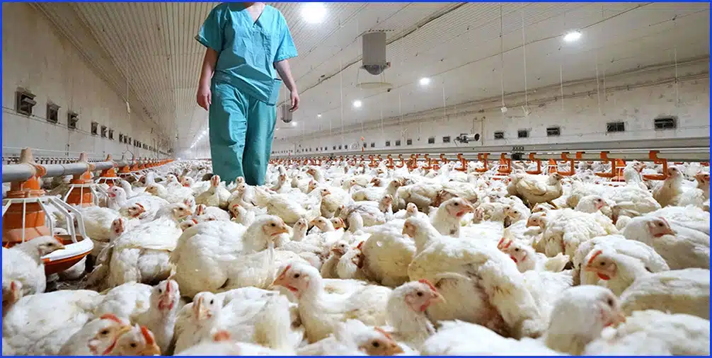 vacunación gripe aviar