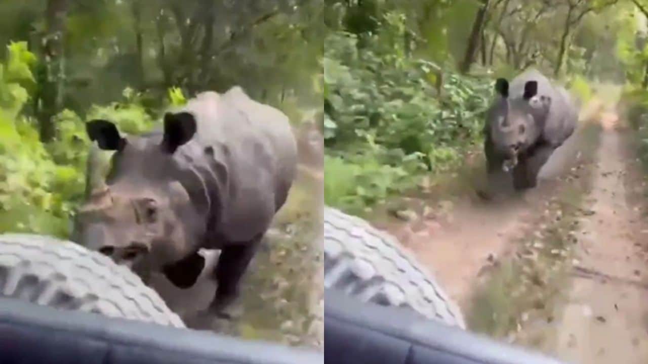 ¡Susto! Rinoceronte ataca a turistas en India
