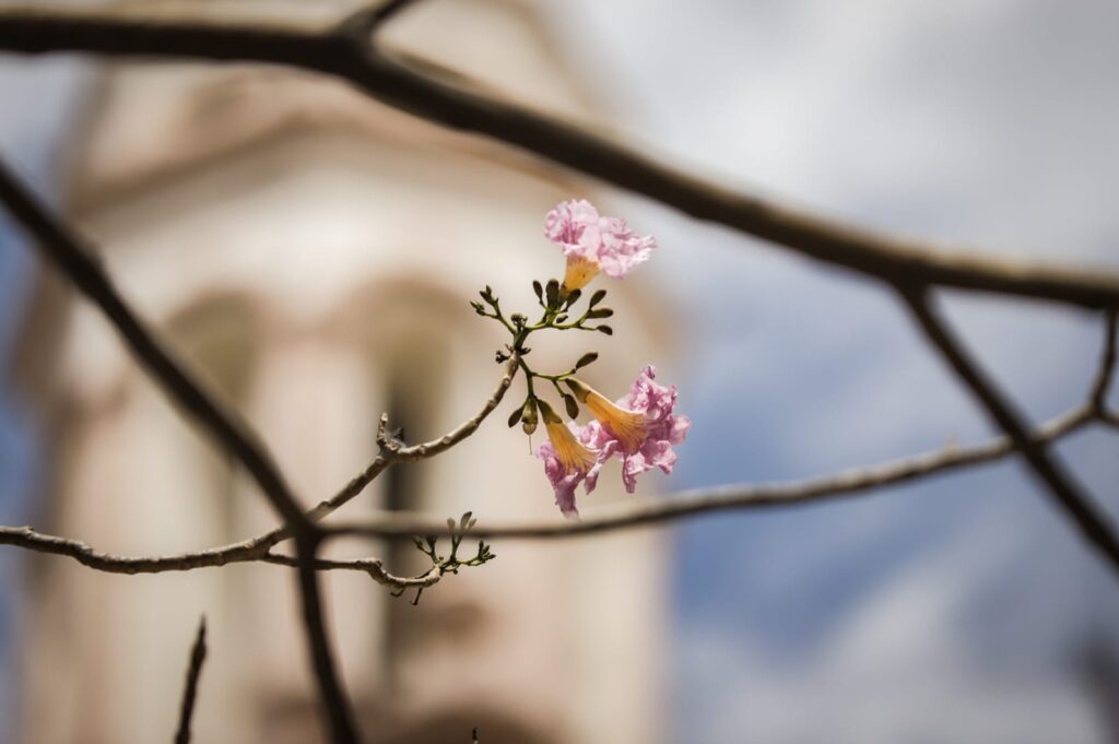 ¿Ya viste que bonito se ve Culiacán Florecen árboles de amapa y pintan de rosa el Centro Histórico