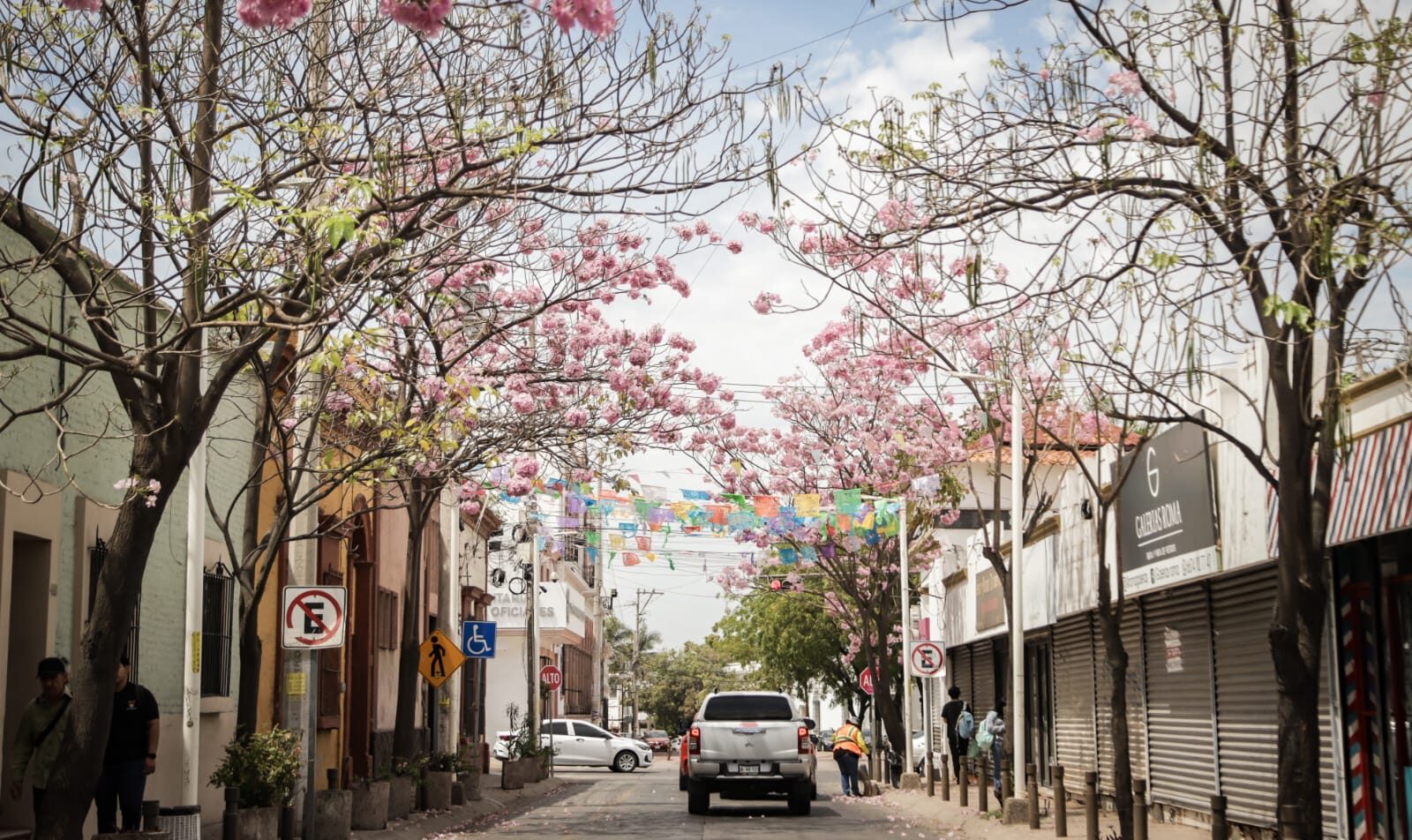 ¿Ya viste que bonito se ve Culiacán Florecen árboles de amapa y pintan de rosa el Centro Histórico