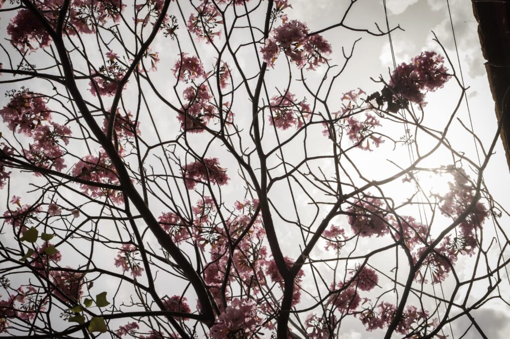 ¿Ya viste que bonito se ve Culiacán Florecen árboles de amapa y pintan de rosa el Centro Histórico (7)