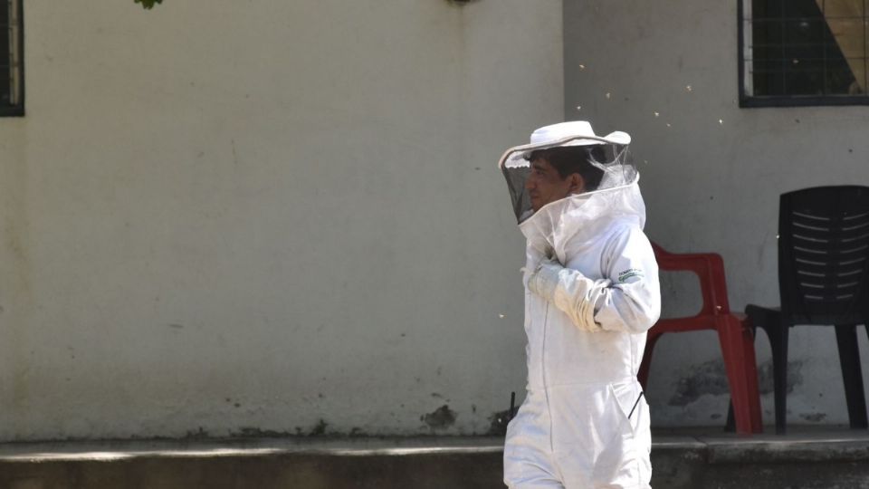 Abejas africanas colima