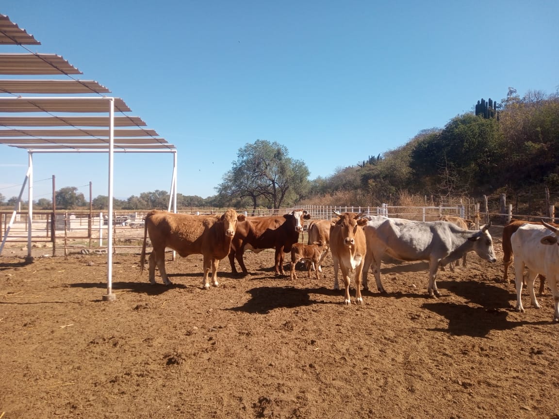 Acarreo de agua salva a ganaderos de la sequía en El Fuerte