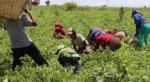 Agricultores de Sinaloa, dispuestos a colaborar contra “enganchadores” que engañan a jornaleros