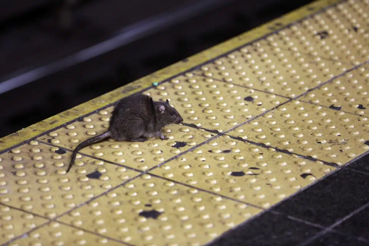 Alcalde neoyorkino designa a nueva zarina para combatir a las ratas en Nueva York