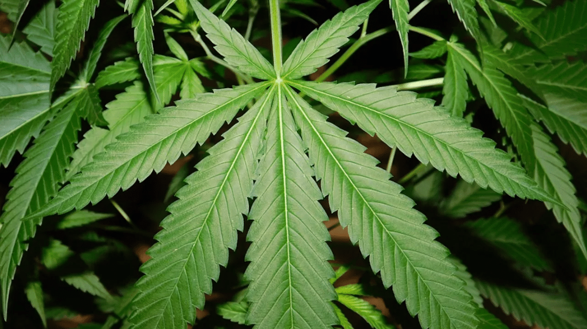 Marihuana