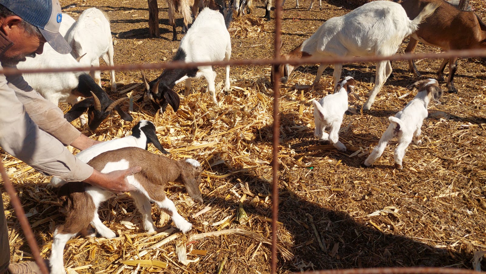 Chivos y borregos de birrierías en Los Mochis no pasan por el rastro Alcalde