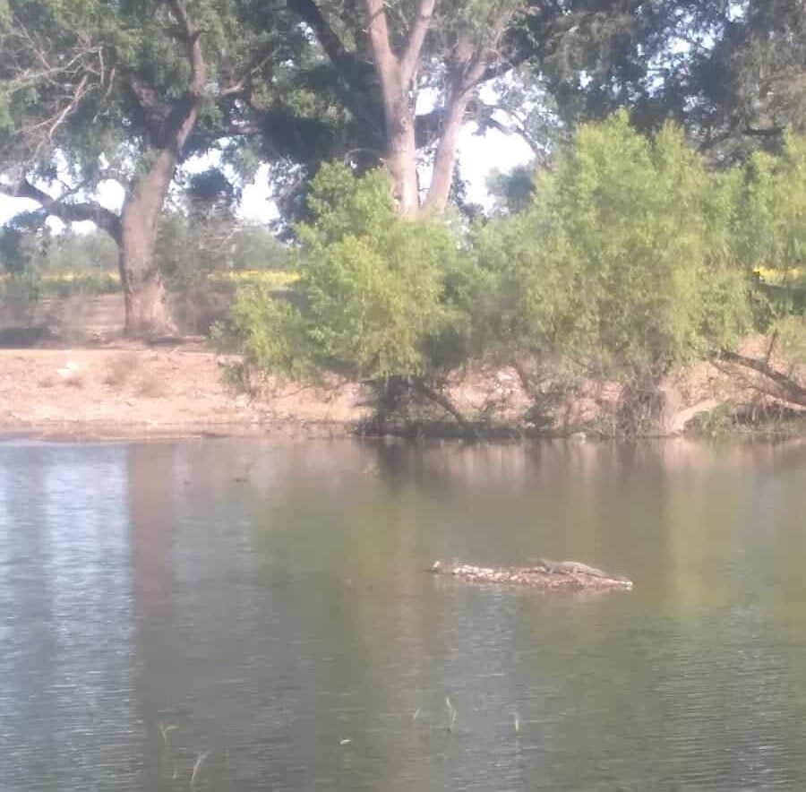 Cocodrilo Río Culiacán