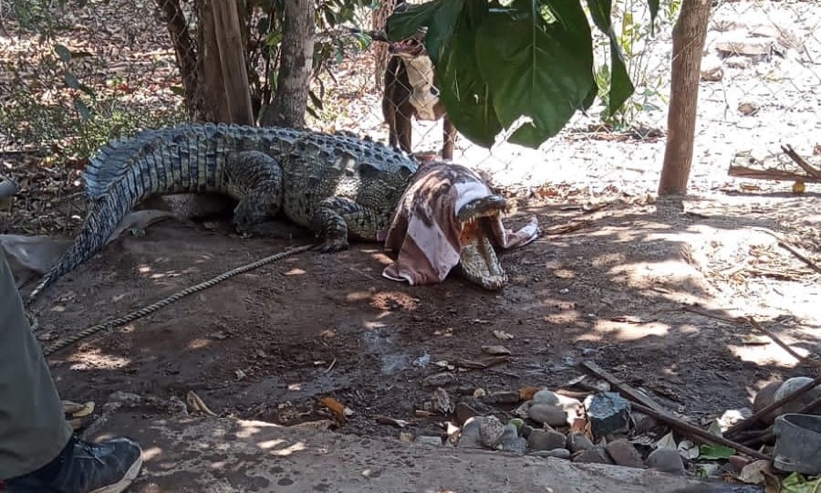 Cocodrilo fue capturado en Nicolás Bravo y luego liberado (3)