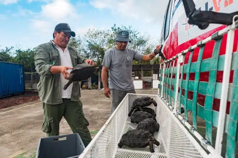 Crían a 86 tortugas y las devuelven a su hábitat en Galápagos