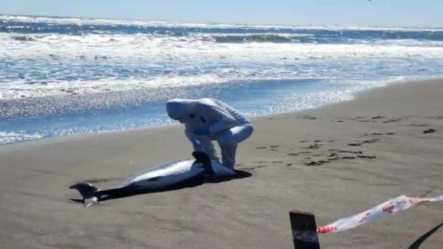 Delfines muertos en Chile