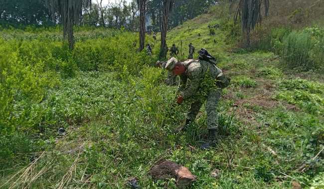 Guardia Nacional plantíos coca