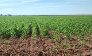 La confianza de precios justos para las cosechas en Sinaloa está puesta en el gobernador Rocha