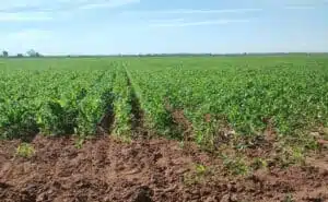 La confianza de precios justos para las cosechas en Sinaloa está puesta en el gobernador Rocha