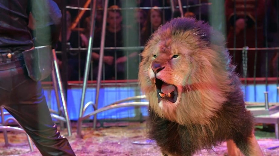 Leones circo China