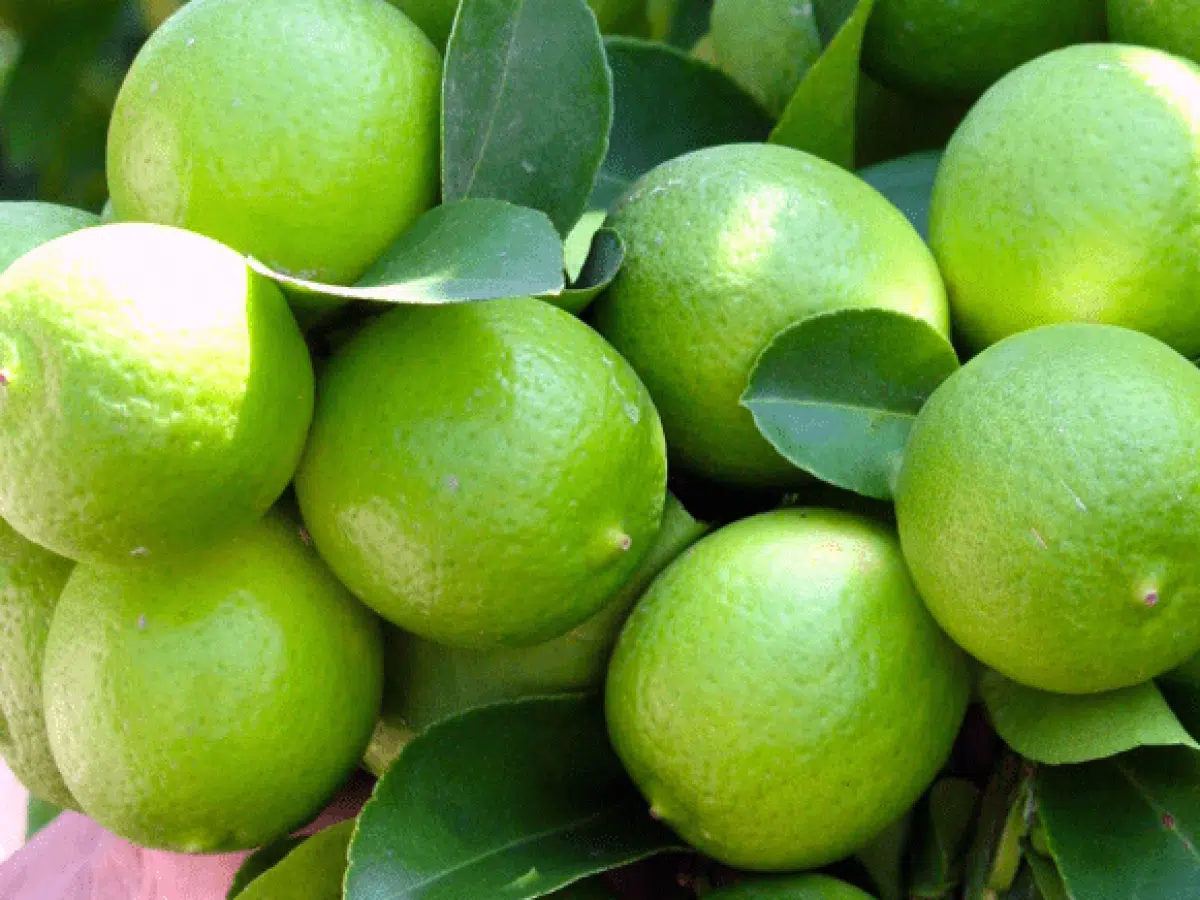 Limones