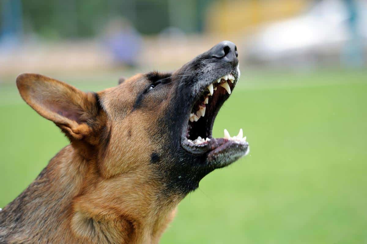 Lo atacaron 10 perros cuando jugaba con sus primos; “se lo están comiendo”