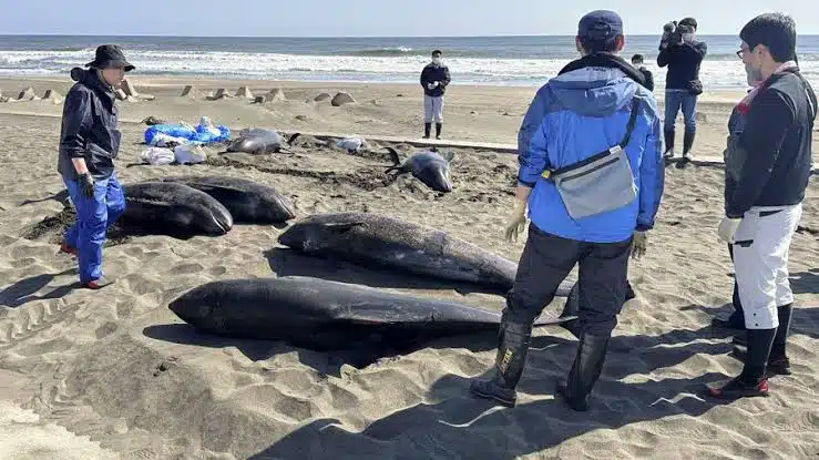 Más de 40 delfines quedan varados en una playa de Japón