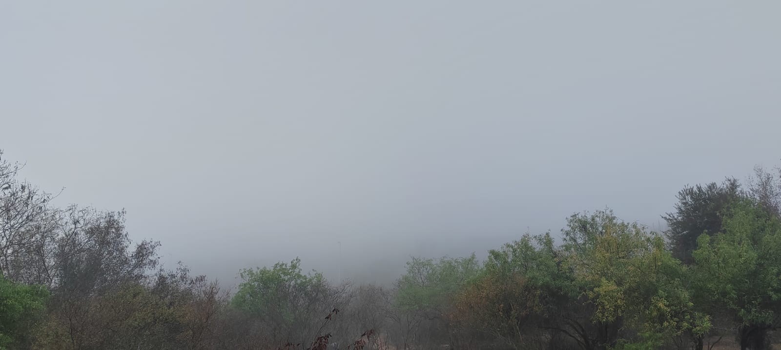 Neblina