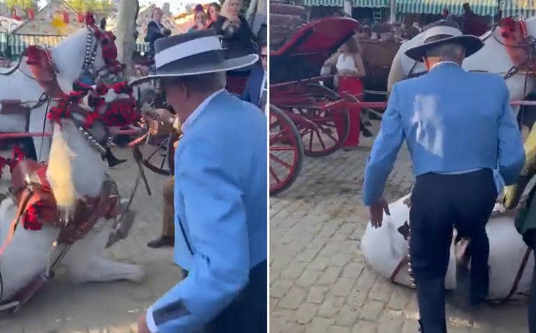 Patea caballo en Sevilla