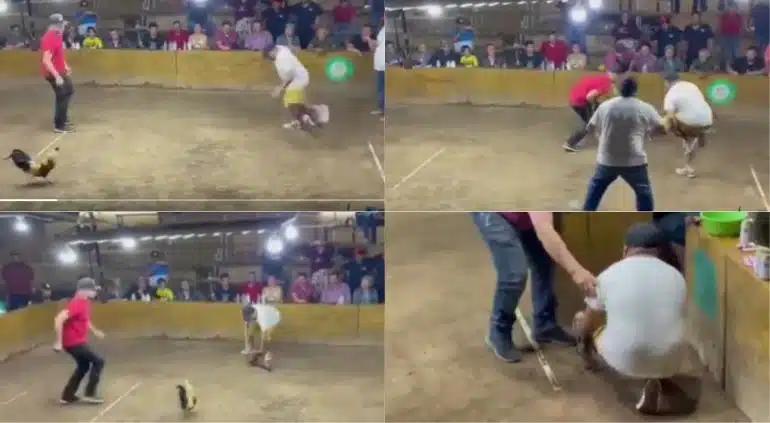 VIDEO: ¡No salió como esperaba! Gallo ataca a su propio dueño de un navajazo en pleno palenque; le corta la pierna