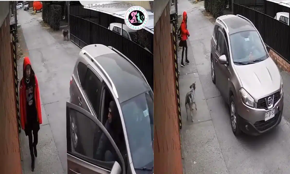 Perro salva a niña de secuestro