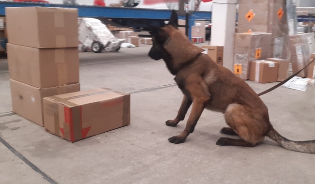 Perros GN droga