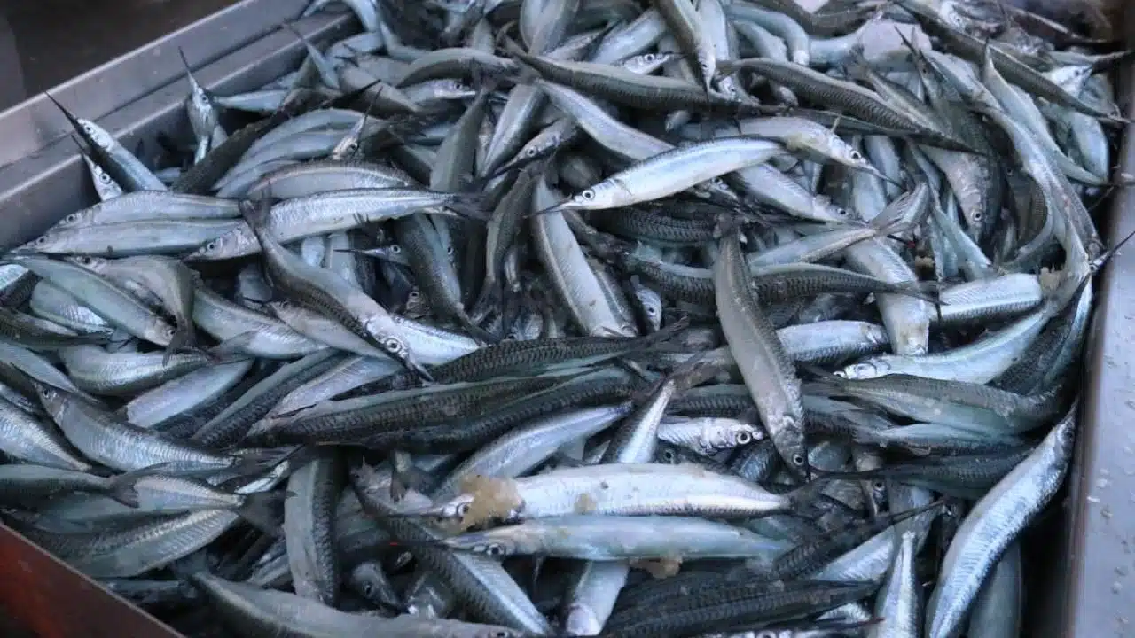 El pescado pajarito crujiente está listo para hacerte agua la boca