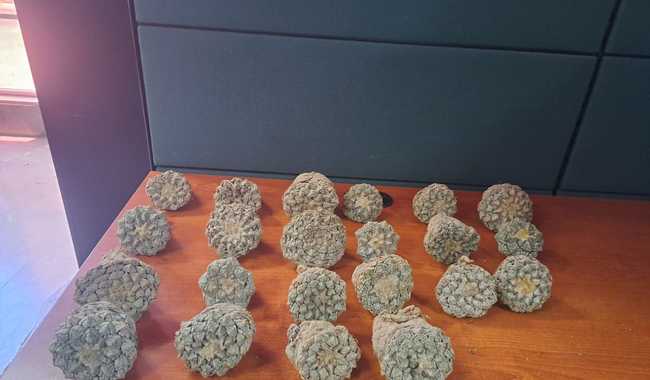 Peyote