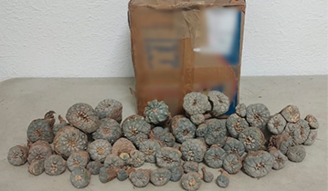 Peyote