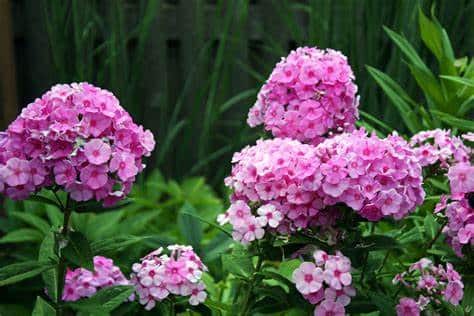 Phlox