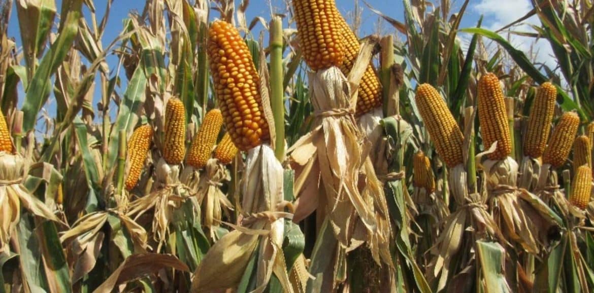 Producción de campo