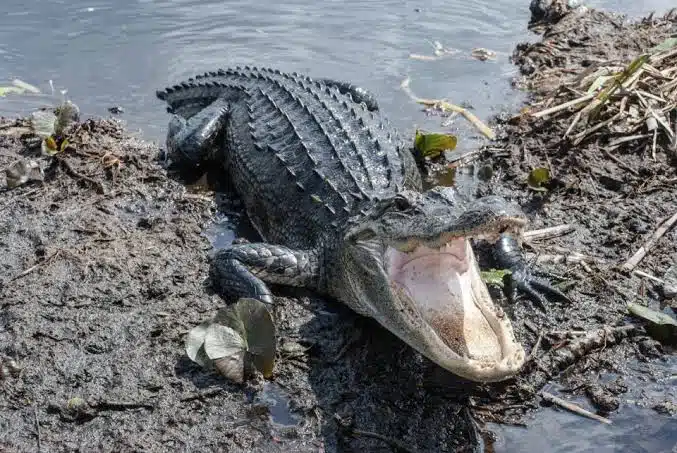 Reportan ataque de un caimán en Florida; ¡joven pierde una pierna!