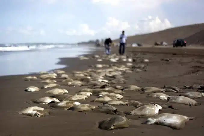 Reportan decenas de rayas sin vida en playas de Rio de Janeiro