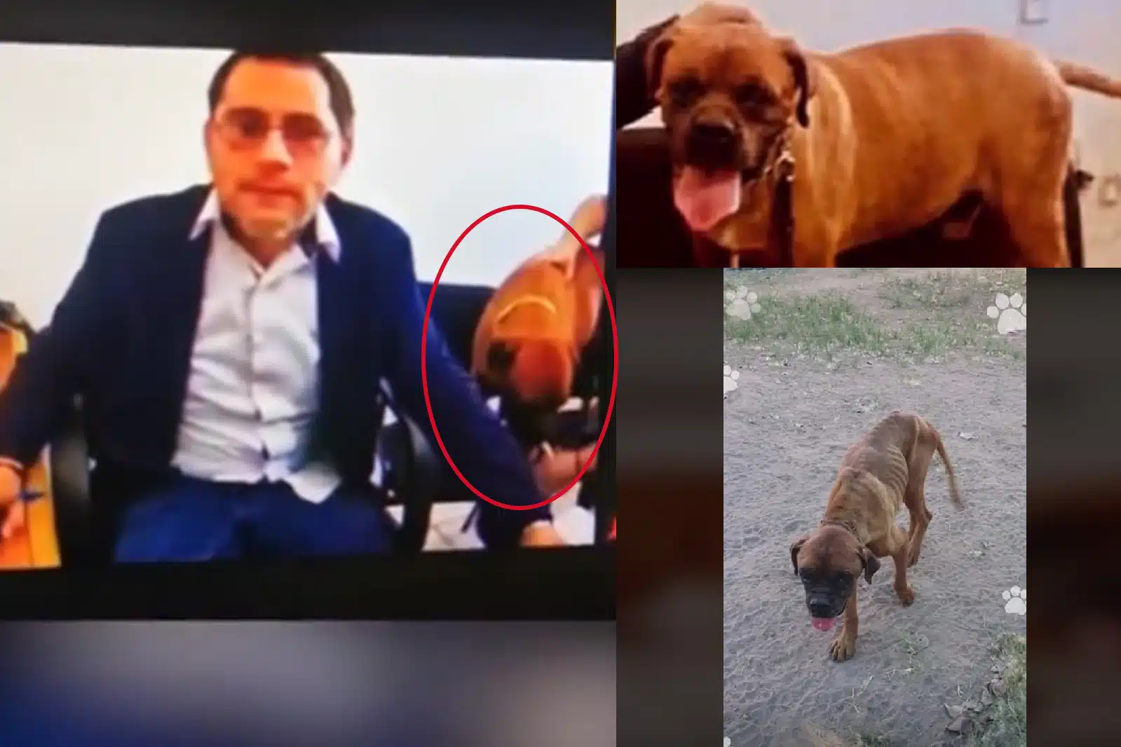 Se viraliza El chato, víctima de maltrato animal, tras participar en audiencia contra su dueña