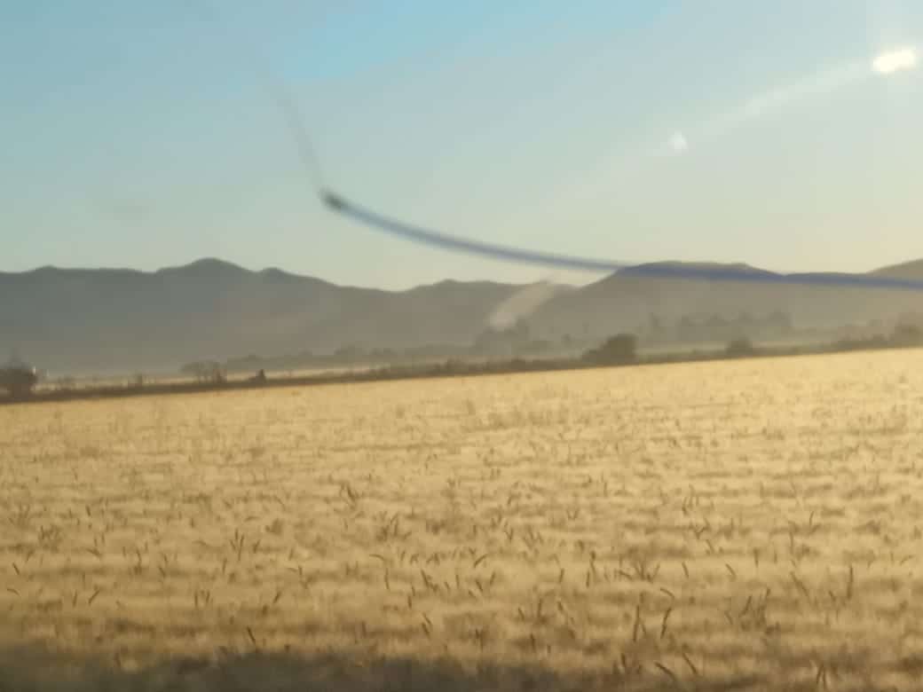 Trigo