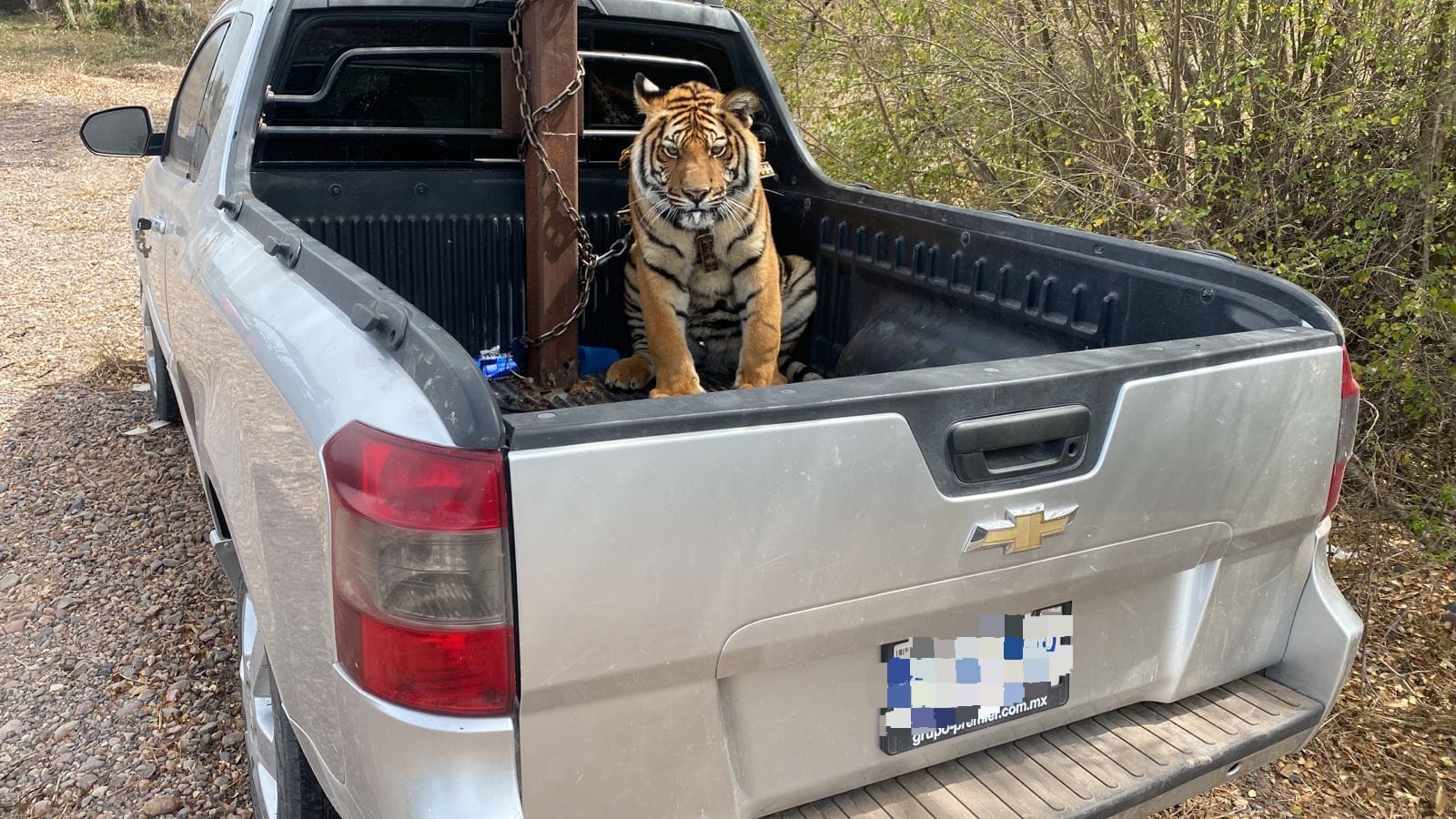 Es un cachorro de tigre de bengala el rescatado este lunes en la Maxipista Culiacán-Mazatlán.