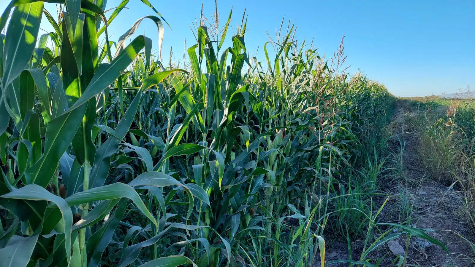 Sinaloa enfrentará un problema económico de no lograrse una buena venta del maíz y trigo: Coparmex