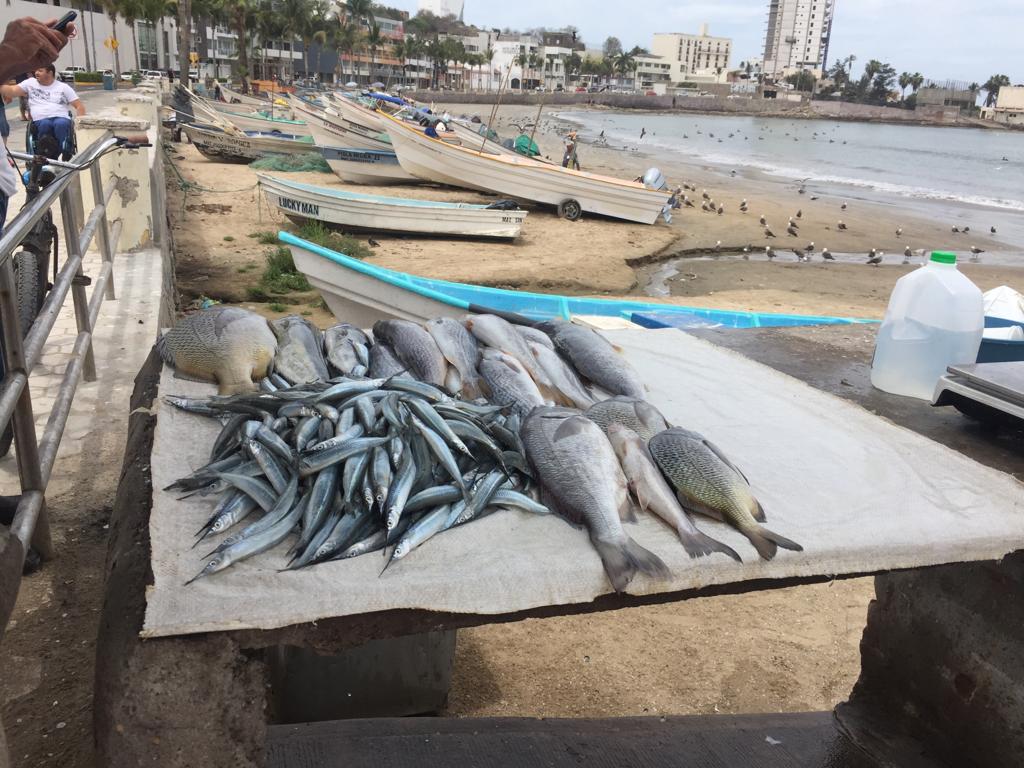 Ya comenzó a llegar el Pajarito a Mazatlán