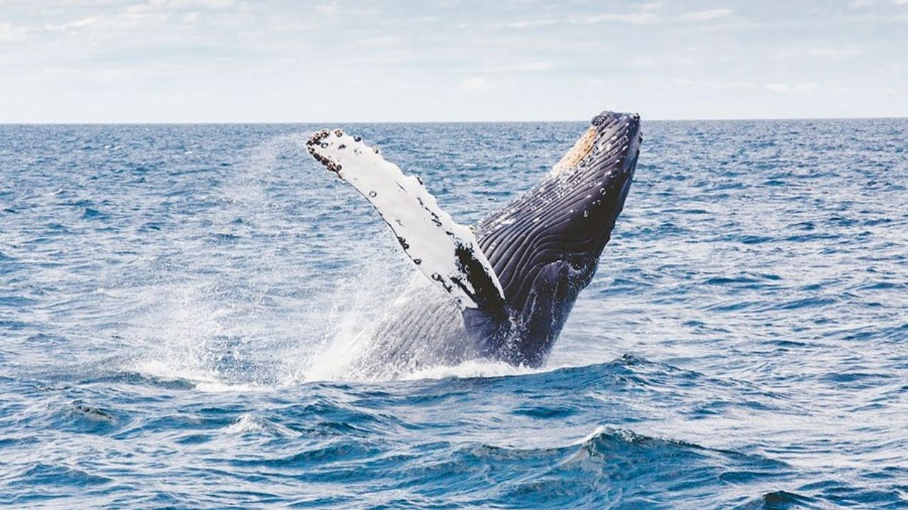 ballenas